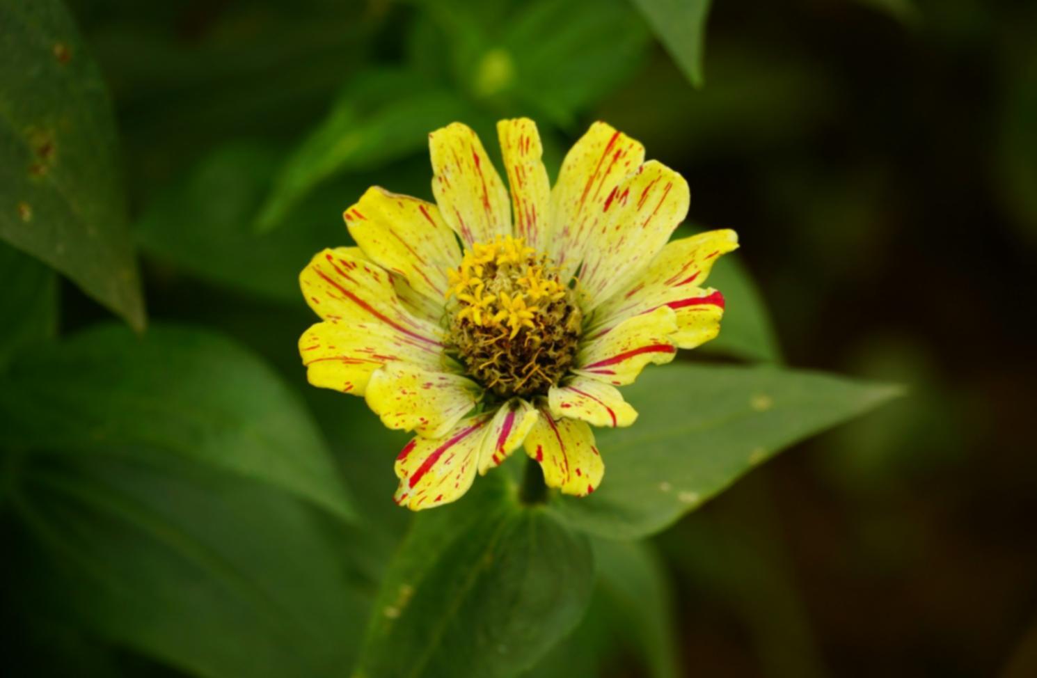 Sample lesson on flower attachment